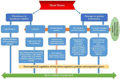 Adaptation Strategies to Improve the Resistance of Oilseed Crops to Heat Stress Under a Changing Climate: An Overview